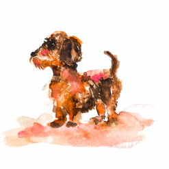 Dog Portraits