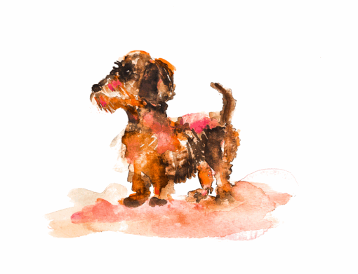 Dog Portraits